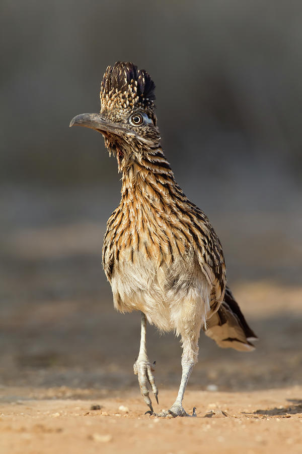 Greater Roadrunner Walking Photograph by Jerry Fornarotto