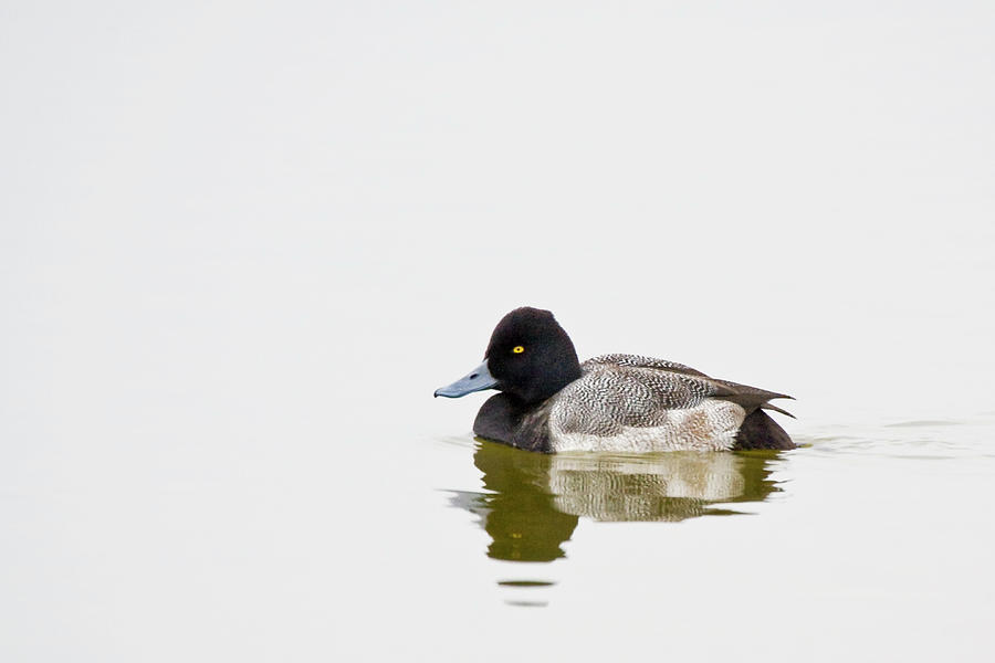 Greater Scaup Duck on Lake Mattmuskeet Photograph by Bob Decker