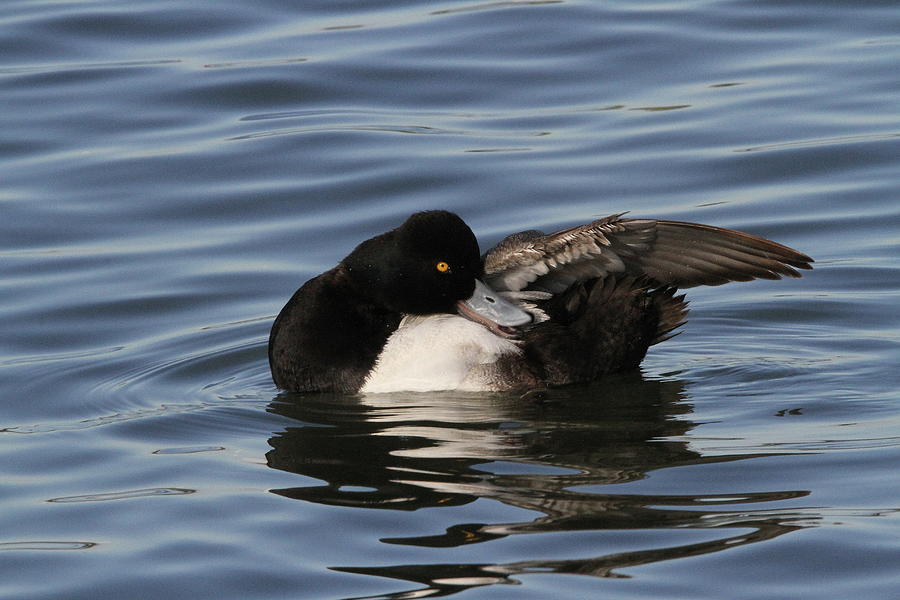 Wildlife Photograph - Greater Scaup by Stacey Steinberg