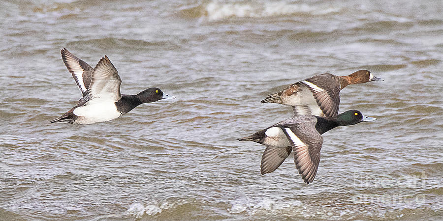 Greater Scaups on the Wing Photograph by Dennis Hammer