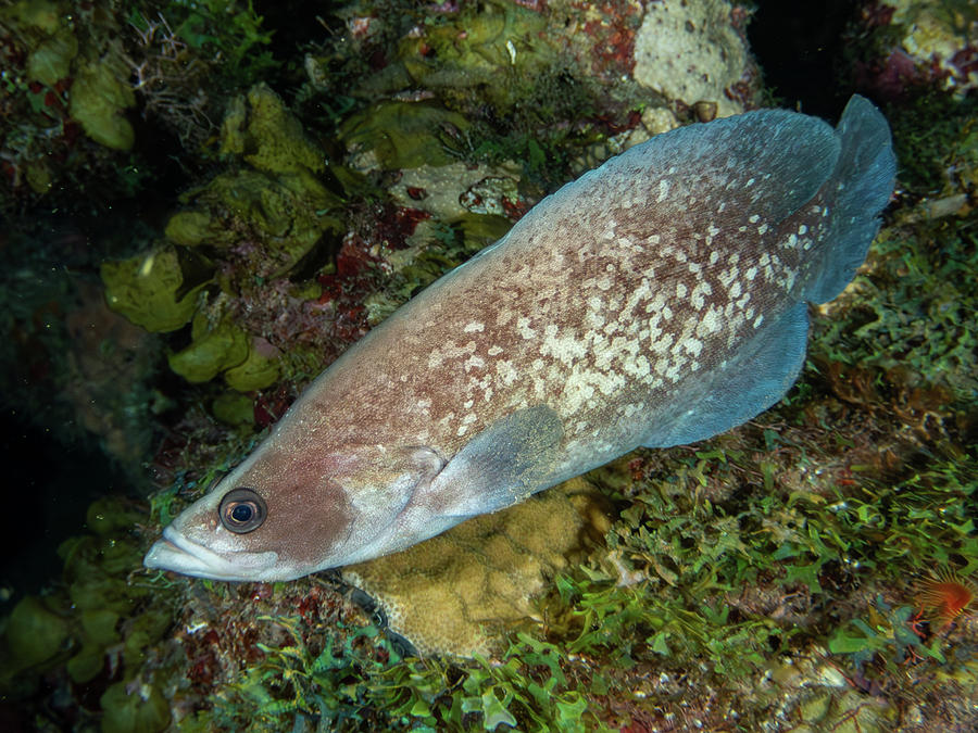 Greater Soapfish Photograph by Brian Weber