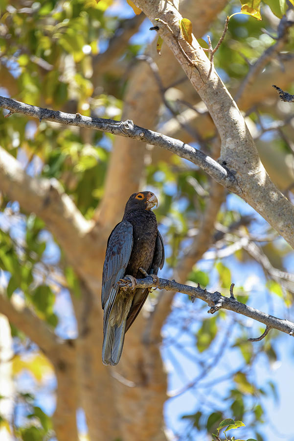 Greater Vasa Parrot Coracopsis Vasa Tsimanampetsotsa Nature Reserve