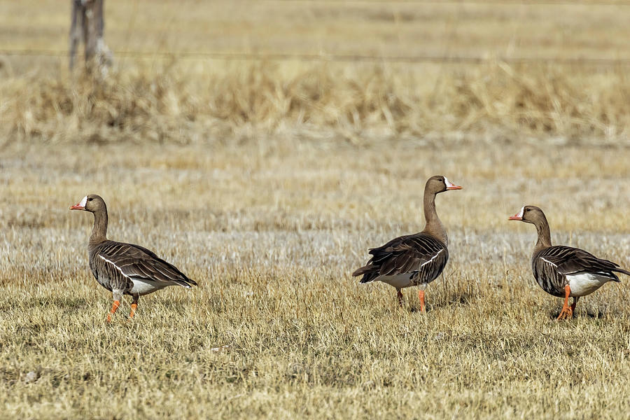 Greater White-fronted Geese Photograph