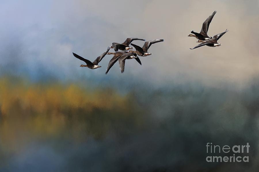 Greater White-Fronted Geese Flying Photograph by Eva Lechner