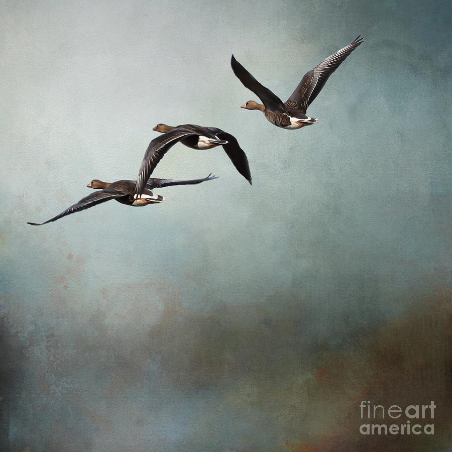 Geese Photograph - Greater White-Fronted Geese In Flight by Eva Lechner