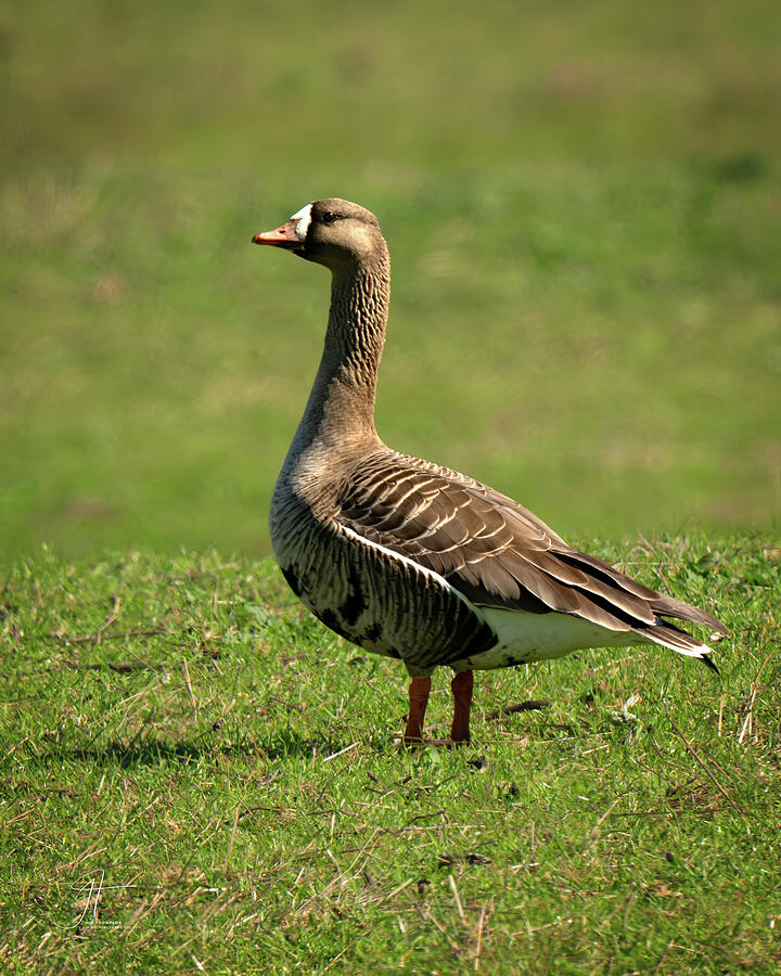 Bird Photograph - Greater White-fronted Goose by Jim Thompson Bird Photograph - Greater White-fronted Goose by Jim Thompson