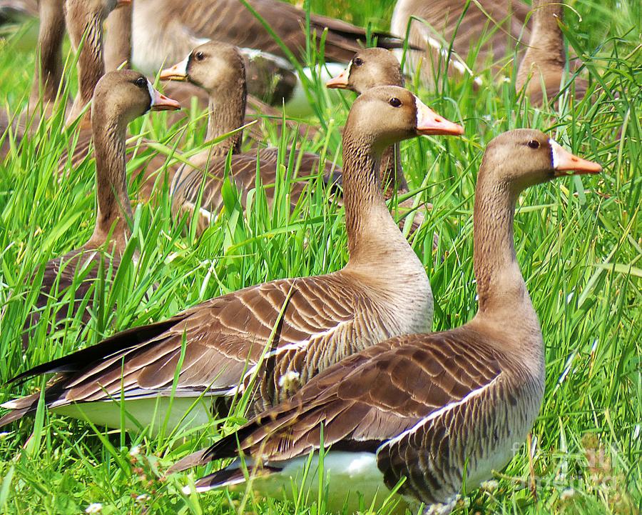 Greater White-fronted Geese Photograph by Linda Vanoudenhaegen