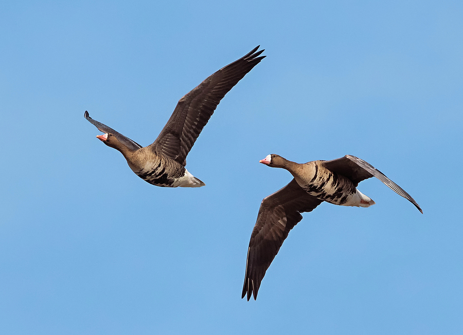 Greater White-fronted Geese Photograph by Loree Johnson