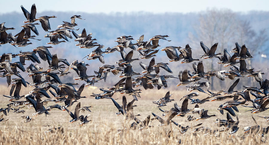 Geese Photograph - Greater White-fronted Geese Takeoff by Julie Barrick
