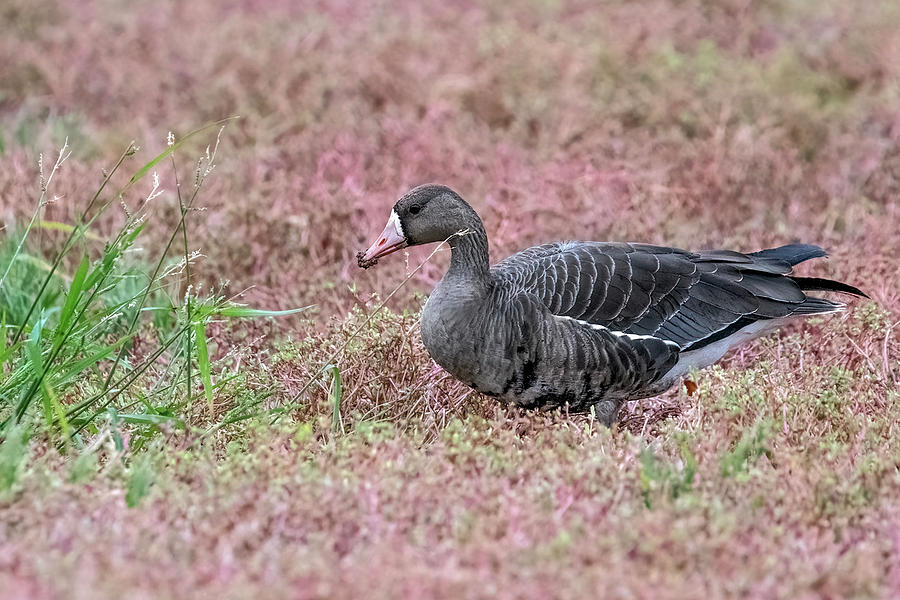 Greater White-fronted Goose 2795-092023-2 Photograph by Tam Ryan