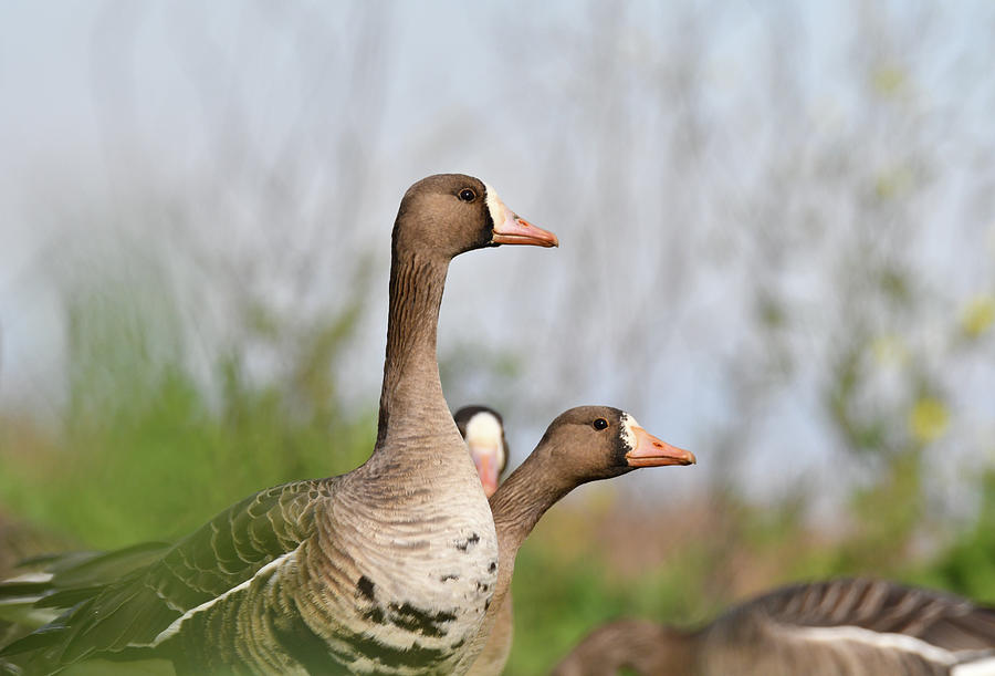 Greater White-fronted Goose - 5 Photograph by Alan C Wade