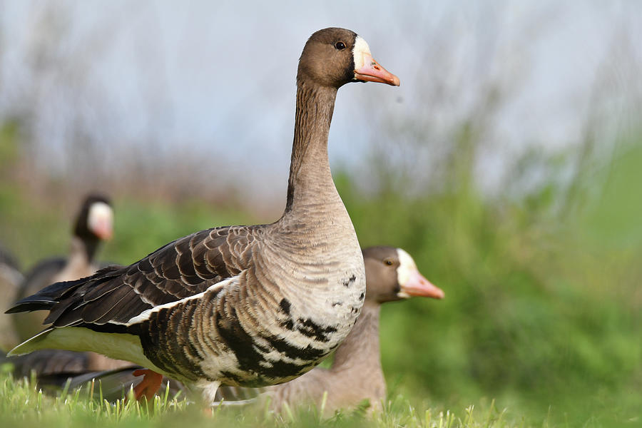 Greater White-fronted Goose - 6 Photograph by Alan C Wade