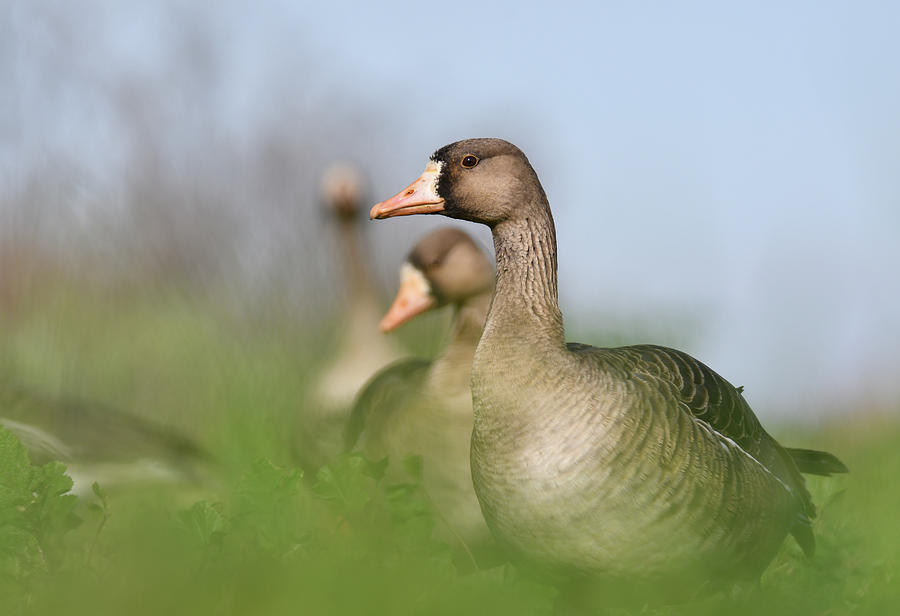 Greater White-fronted Goose - 8 Photograph by Alan C Wade