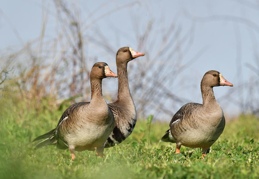Greater White-fronted Goose - 9 Photograph by Alan C Wade
