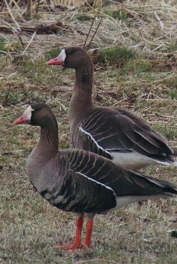 Greater white Fronted Geese Photograph by Marla Steinke - Fine Art America