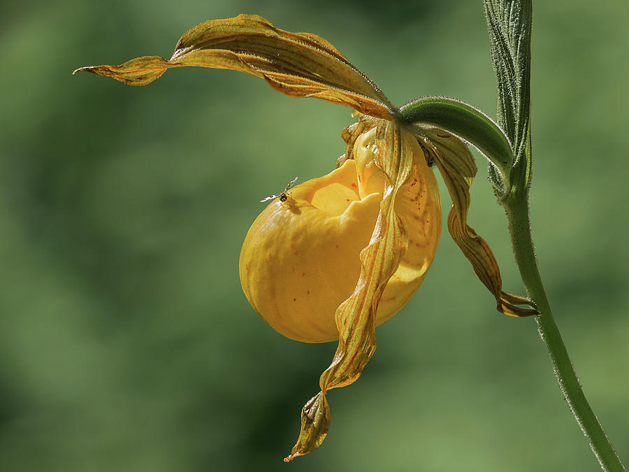Greater Yellow Ladyslipper Photograph by Patti Deters