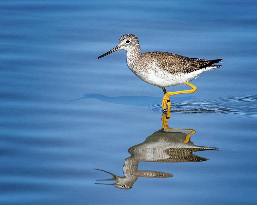 Greater Yellow Legs Photograph by Jaki Miller