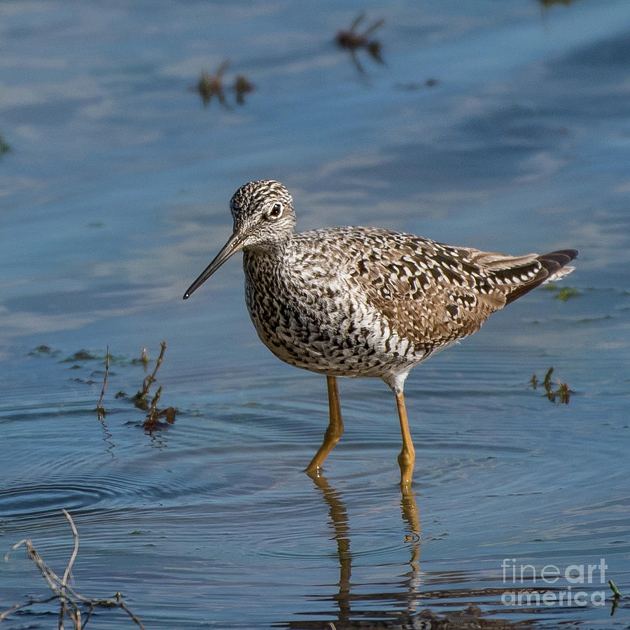 Spring Photograph - Greater Yellowlegs at Nisqually River Delta by Nancy Gleason