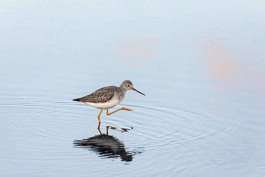Greater Yellowlegs Foraging at Beach Grove Lagoon and Spit Photograph by Michael Russell