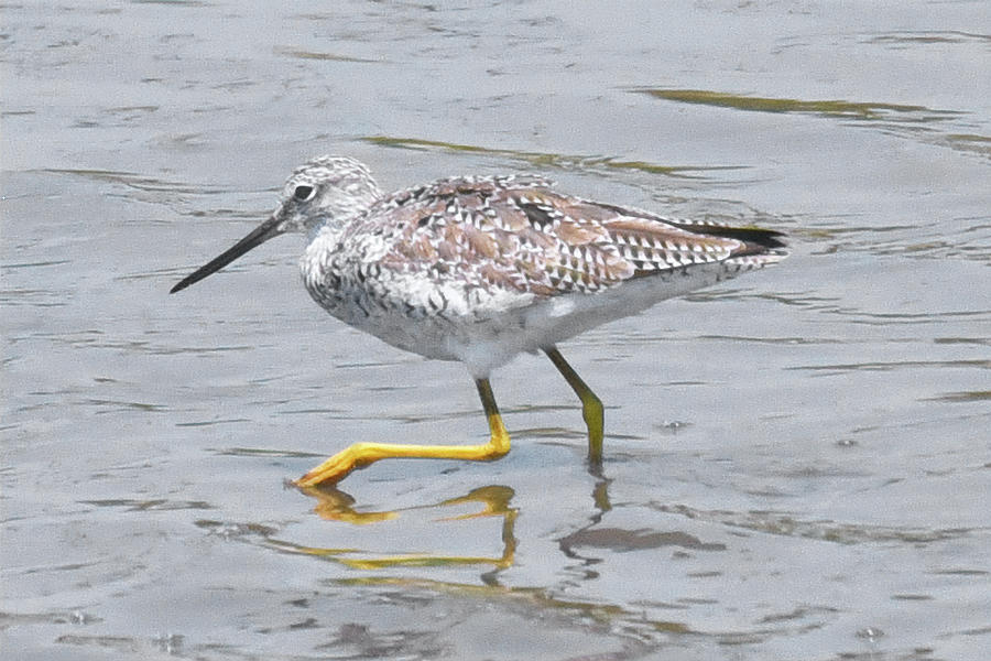 Greater Yellowlegs Photograph by Jerry Griffin