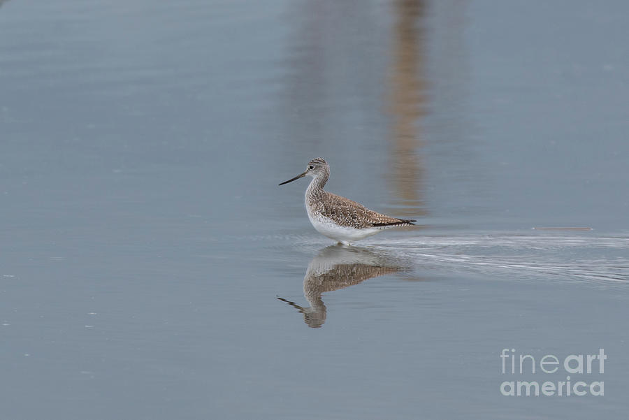 Spring Photograph - Greater Yellowlegs on a Gray Spring Day by Nancy Gleason