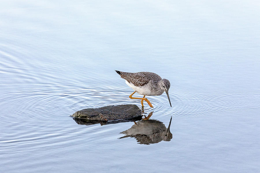 Greater Yellowlegs Searching for Food at Beach Grove Lagoon and  Photograph by Michael Russell