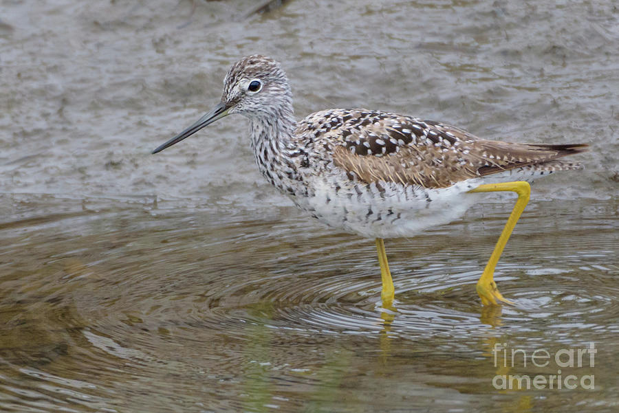 Spring Photograph - Greater Yellowlegs Steps through a Shallow Slough by Nancy Gleason