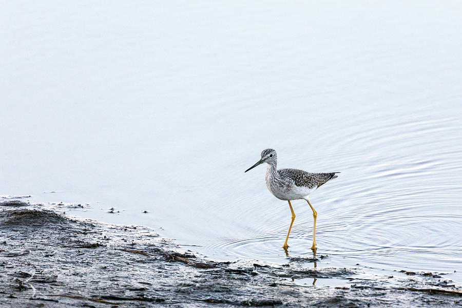 Greater Yellowlegs Wading at Beach Grove Lagoon and Spit Photograph by Michael Russell
