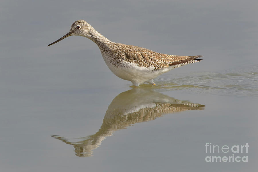 Greater Yellowlegs Wading in a Wetland Photograph by Nancy Gleason