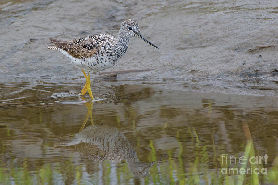 Greater Yellowlegs Wading in Skagit River Delta #1 Photograph by Nancy Gleason