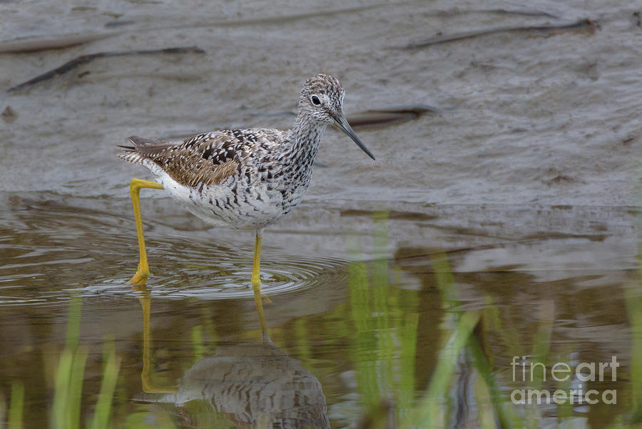 Spring Photograph - Greater Yellowlegs Wading in Skagit River Delta #2 by Nancy Gleason