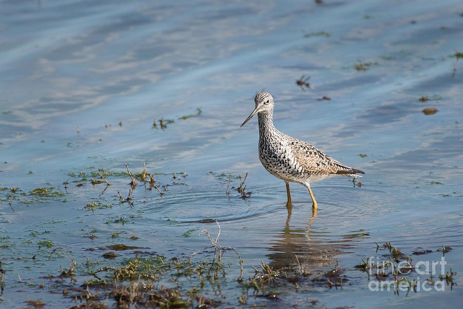 Spring Photograph - Greater Yellowlegs Wading in the Estuary by Nancy Gleason