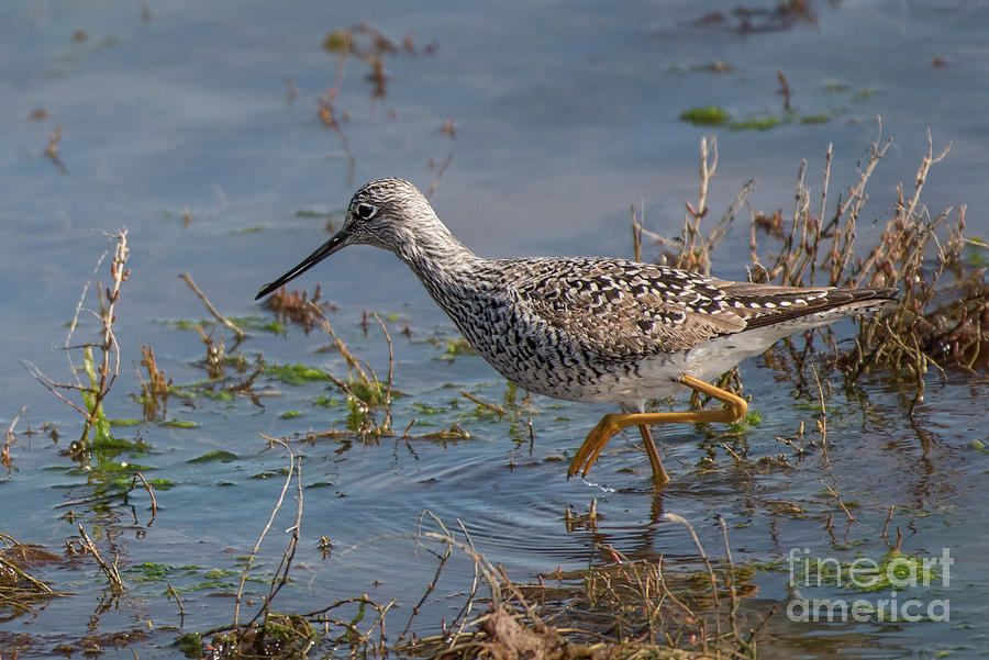 Spring Photograph - Greater Yellowlegs Wading the Wetlands by Nancy Gleason