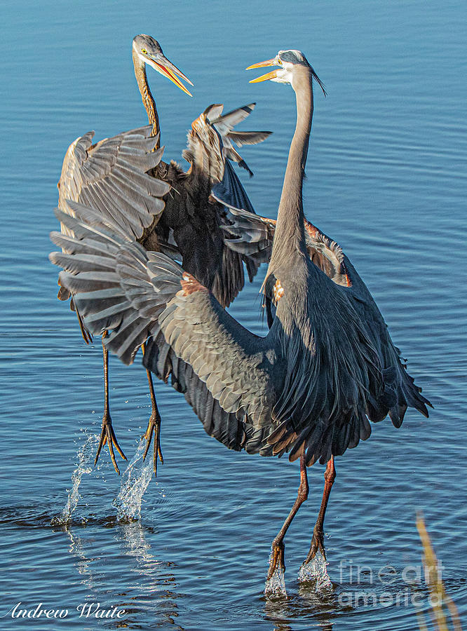 Great Blue Herons Territorial Photograph By Andrew Waite - Fine Art America