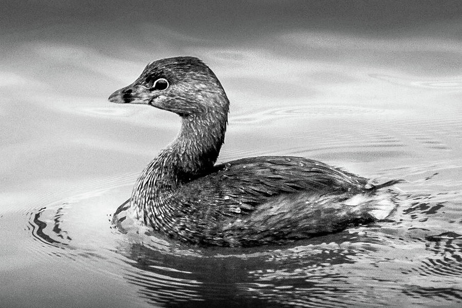 Grebe in Black and White Photograph by David Wagenblatt
