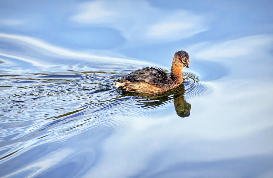 Grebe On Blue Water Photograph