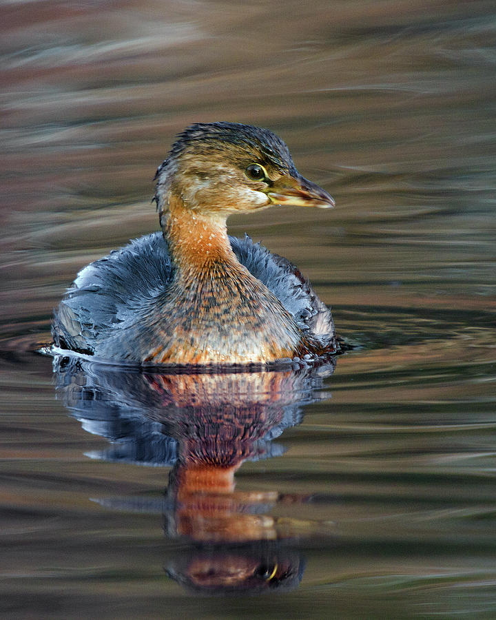 Grebe Photograph by Timothy McIntyre