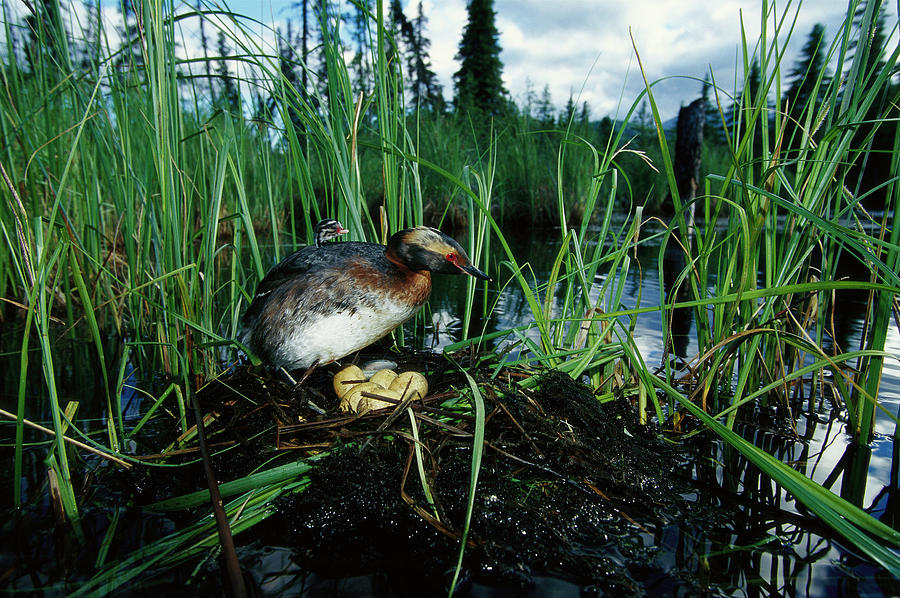 Grebe with Chick Tending Eggs Photograph by Michael Quinton