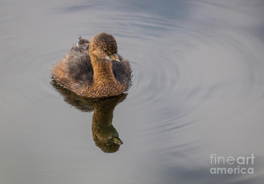 Grebe with Reflection Photograph by Tom Claud