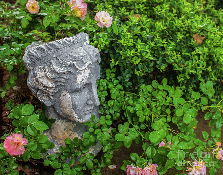 Grecian head in tea rose garden Photograph by Susan Vineyard
