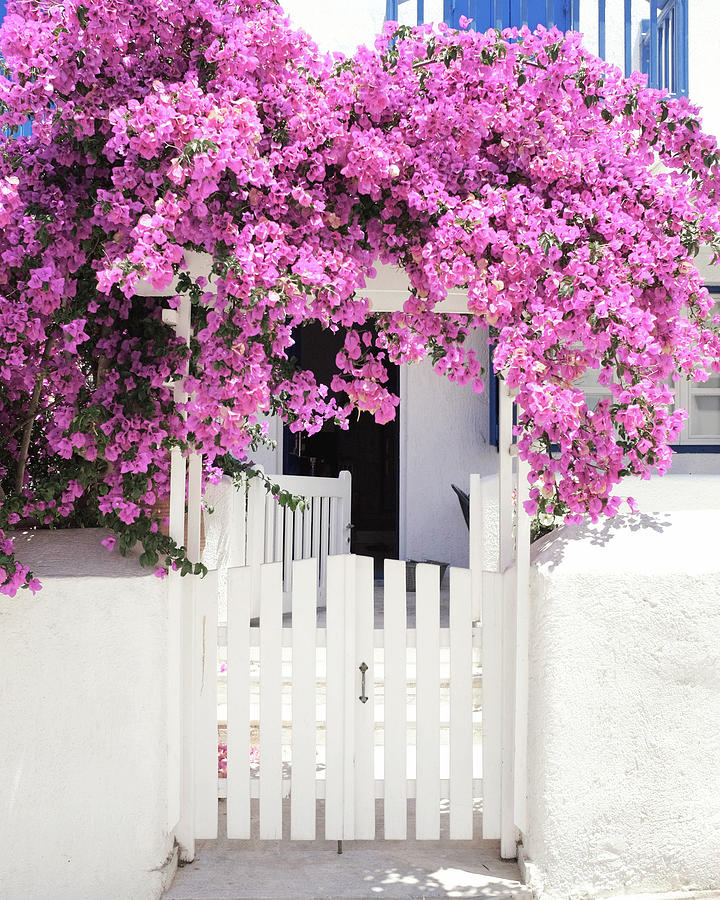 Greece Flowers Three Photograph by Lupen Grainne