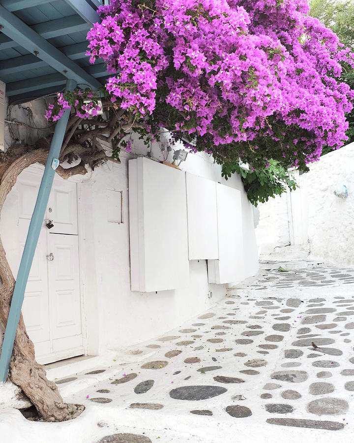 Greece Flowers Two Photograph by Lupen Grainne
