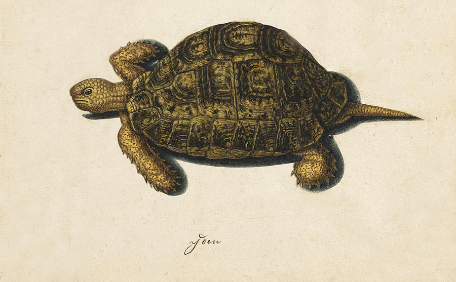 Greek tortoise Drawing by Anonymous