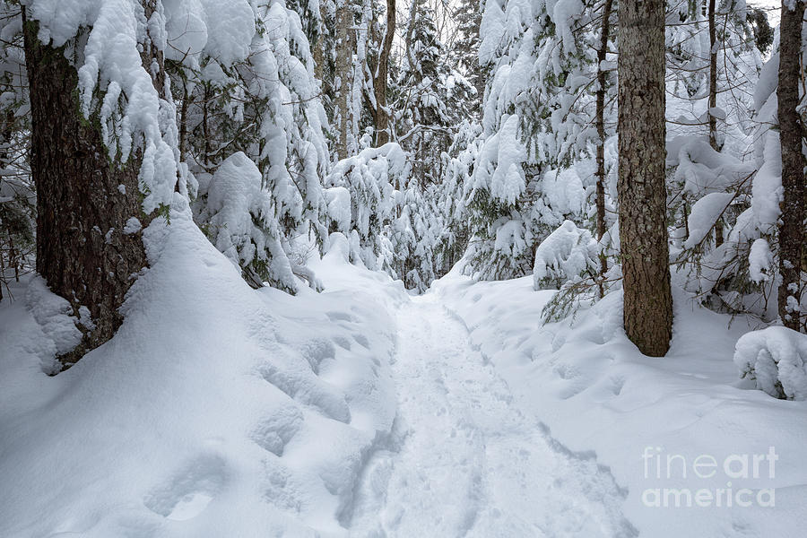 Greeley Ponds Trail - White Mountains, New Hampshire Photograph by Erin Paul Donovan