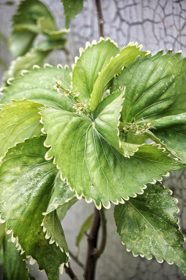 Green Acalypha Wilkesiana Photograph by Carolina Remita Andriana