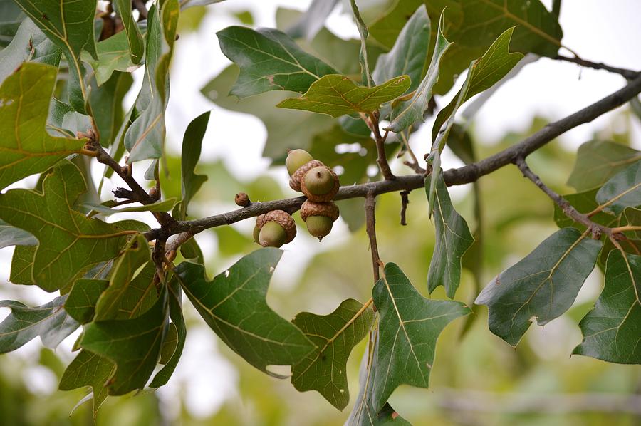Green Acorns of a Big Oak Tree Photograph by Gaby Ethington