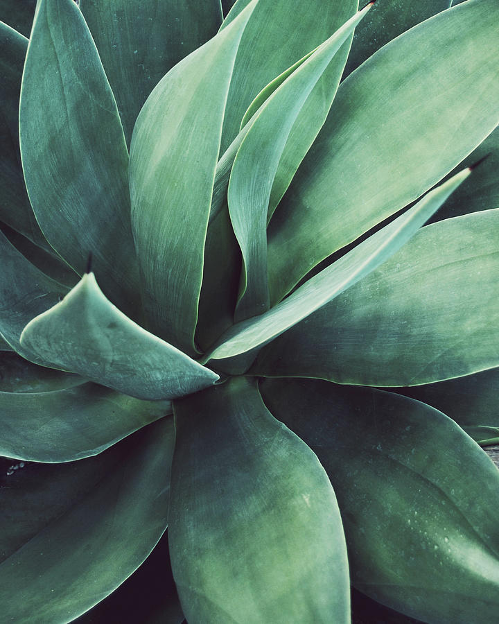 Green Agave Photograph by Lupen Grainne