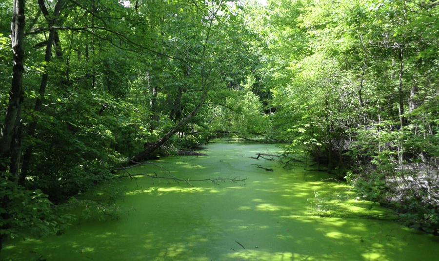 Green Algae Creek Photograph by Jeremy Lyman