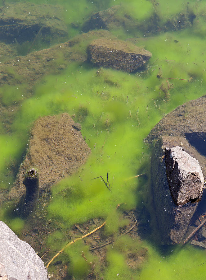 Green algae Photograph by _lolik_