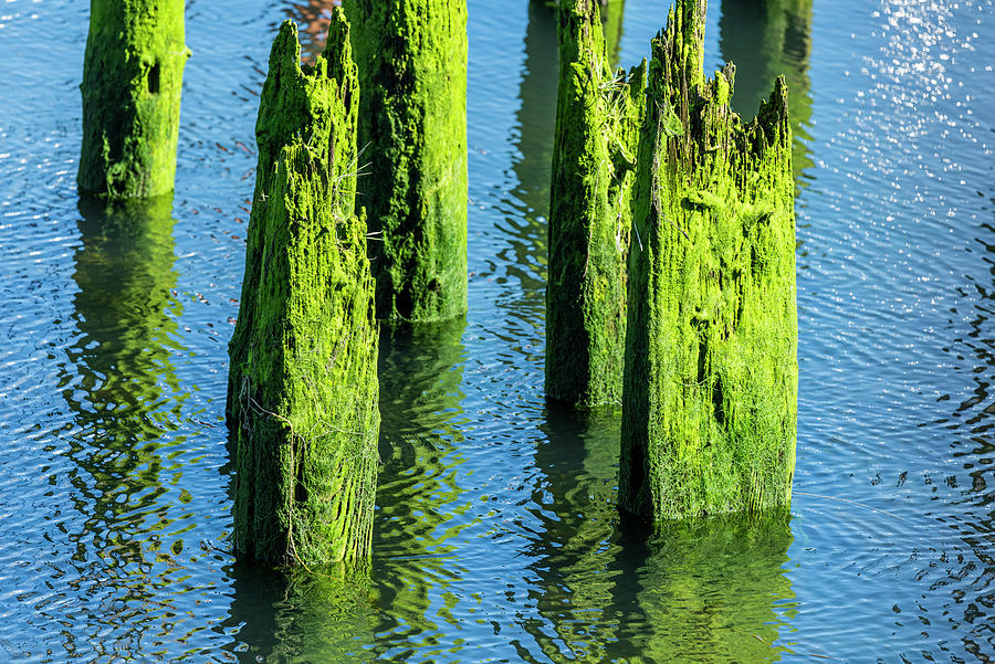 Green Algae on Pilings Photograph by Robert Potts